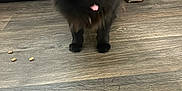 Lulu joined the competition — help win amazing prizes! cat, black_cat, tongue_out, fluffy, yellow_eyes, wooden_floor, leather_couch, furniture, pet_food, playful, indoor, animal, mammal, whiskers, tail, cute, domestic_cat, home, floor, pet