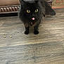 cat, black_cat, tongue_out, fluffy, yellow_eyes, wooden_floor, leather_couch, furniture, pet_food, playful, indoor, animal, mammal, whiskers, tail, cute, domestic_cat, home, floor, pet