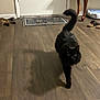 black_cat, cat, pet, animal, feline, indoor, wooden_floor, door, rug, pet_bed, walking, tail_up, fur, domestic_cat, home, curious, shadow, flooring, furniture_leg, cozy