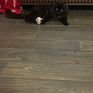 Lulu is registered to the contest to win money with this photo: cat, black_cat, toy, floor, wooden_floor, couch, leather_couch, blanket, red_blanket, indoor, pet, animal, feline, playful, relaxed, home, furniture, flooring, alert, kibble