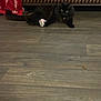cat, black_cat, toy, floor, wooden_floor, couch, leather_couch, blanket, red_blanket, indoor, pet, animal, feline, playful, relaxed, home, furniture, flooring, alert, kibble