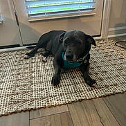 Max joined the competition — help win amazing prizes! dog, black_dog, indoor, rug, door, window_blinds, wooden_floor, pet, animal, collar, harness, lying_down, home_interior, calm, floor, resting, domestic_animal, canine, cute, relaxed