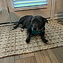 dog, black_dog, indoor, rug, door, window_blinds, wooden_floor, pet, animal, collar, harness, lying_down, home_interior, calm, floor, resting, domestic_animal, canine, cute, relaxed