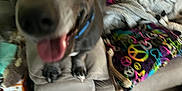 Max joined the competition — help win amazing prizes! dog, blurry, couch, tongue, happy, indoor, pillow, colorful, floor, toy, blanket, furniture, pet, canine, living_room, close_up, playful, domestic, animal, collar