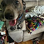 dog, blurry, couch, tongue, happy, indoor, pillow, colorful, floor, toy, blanket, furniture, pet, canine, living_room, close_up, playful, domestic, animal, collar