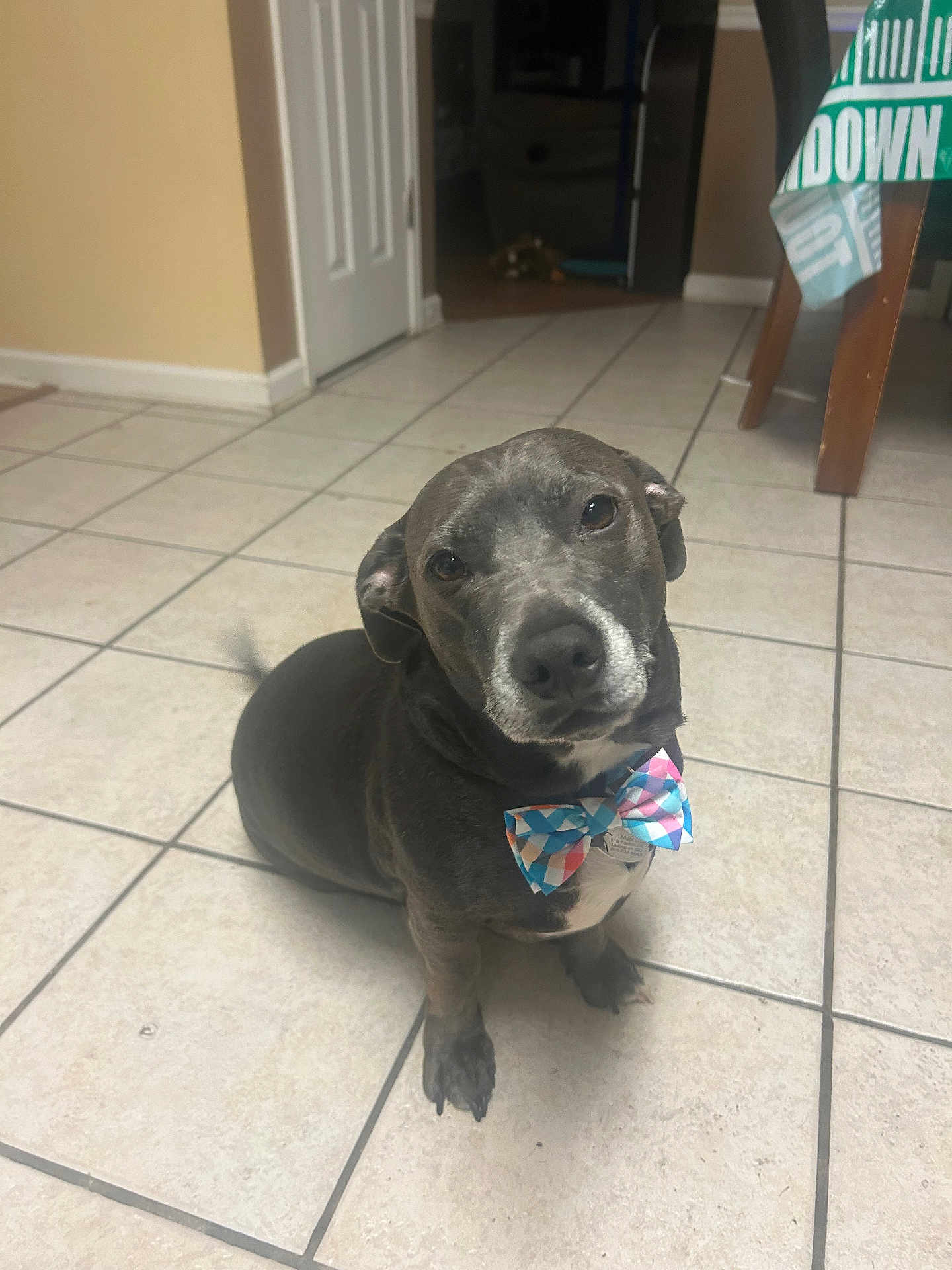 Max joined the competition — help win amazing prizes! dog, bow_tie, pet, indoor, tile_floor, black_dog, sitting, cute, canine, animal, companion, looking_up, tail_wagging, collar, home, curious, friendly, muzzle, ears, domestic