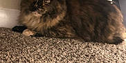 Yuffie is registered to the contest to win money with this photo: cat, tortoiseshell, feline, pet, indoor, carpet, hiding, fur, animal, cute, wide_eyes, curious, cozy, furniture, shadow, soft_light, closeup, resting, domestic_animal, whiskers
