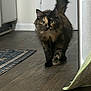 Yuffie is registered to the contest to win money with this photo: cat, tortoiseshell_cat, indoor, wooden_floor, kitchen, rug, feline, pet, curious, walking, fur, animal, domestic, tail, ears, eyes, flooring, cabinet, cozy, home