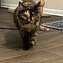 Yuffie joined the competition — help win amazing prizes! cat, tortoiseshell, fur, floor, wood_floor, indoor, scratching_post, rug, pet, animal, whiskers, eyes, walking, curious, feline, tail, ears, home, play_toy, striped