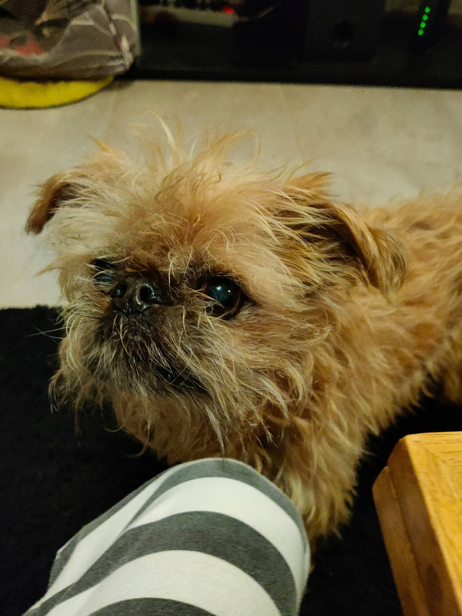 Tao participe au concours pour gagner de l'argent avec cette photo : box, canidae, carnivore, companion_dog, dog, dog_breed, fawn, fur, liver, maltepoo, mirror, pet_supply, small_terrier, snout, sporting_group, terrestrial_animal, terrier, toy_dog, whiskers, working_animal