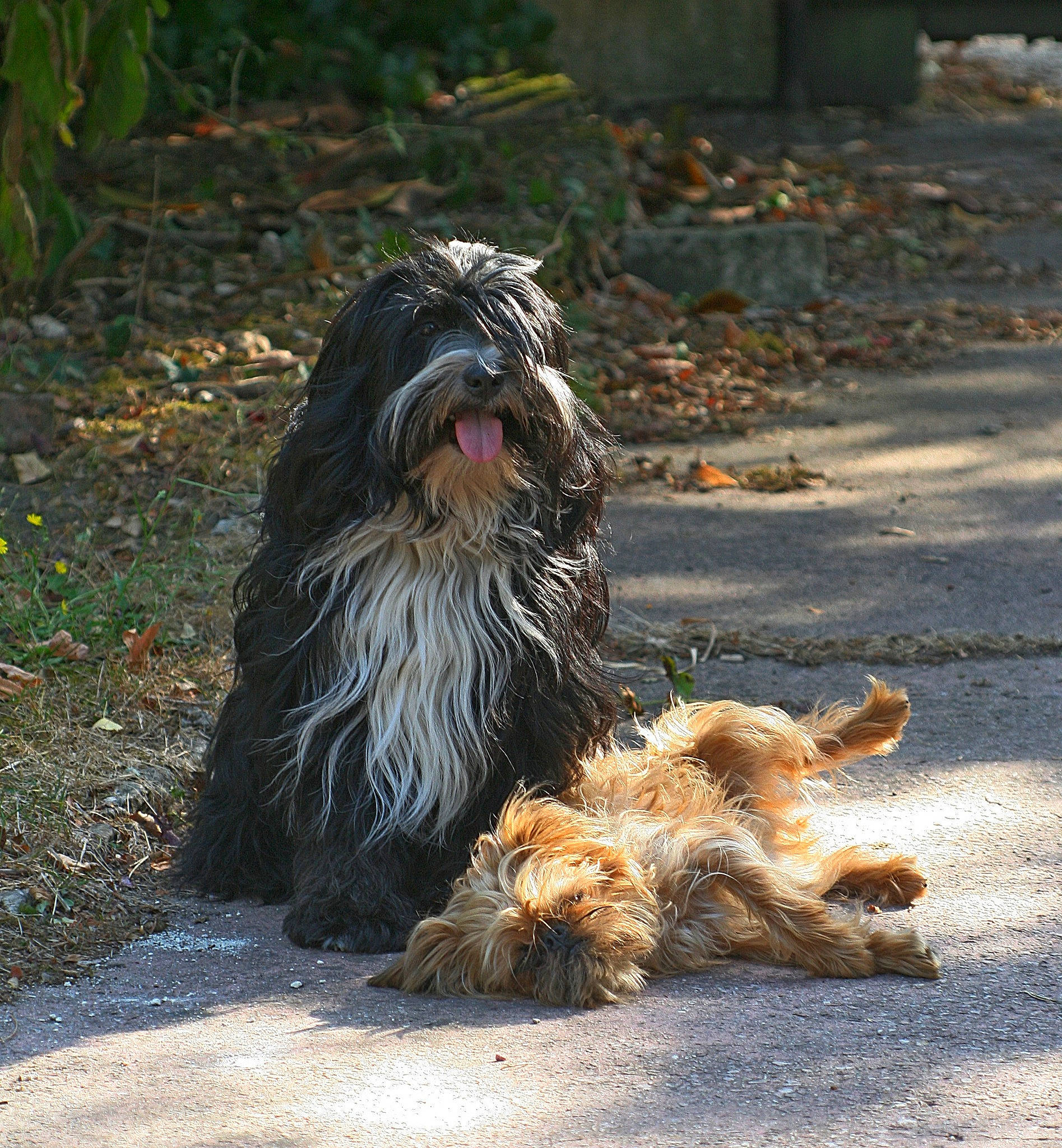 Tao a rejoint le concours — aidez-le/la à gagner de superbes lots ! asphalt, canidae, carnivore, companion_dog, dog, dog_breed, fur, grass, poodle_crossbreed, road_surface, small_terrier, snout, sporting_group, tail, terrestrial_animal, terrier, toy_dog, water_dog, working_dog, yorkipoo