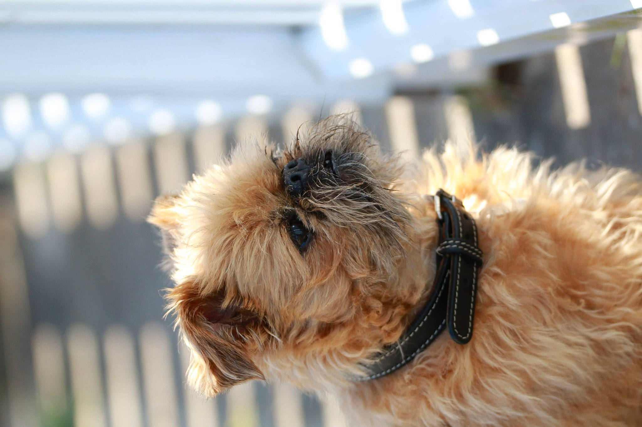 Tao a rejoint le concours — aidez-le/la à gagner de superbes lots ! canidae, carnivore, collar, companion_dog, dog, dog_breed, dog_collar, dog_supply, fawn, fence, fur, leash, schnauzer, small_terrier, snout, sporting_group, tail, terrier, toy_dog, working_animal