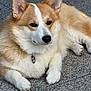 dog, corgi, pet, animal, fur, ears, paw, collar, tag, outdoor, stone_floor, relaxed, cute, mammal, canine, portrait, laying_down, fluffy, brown, white