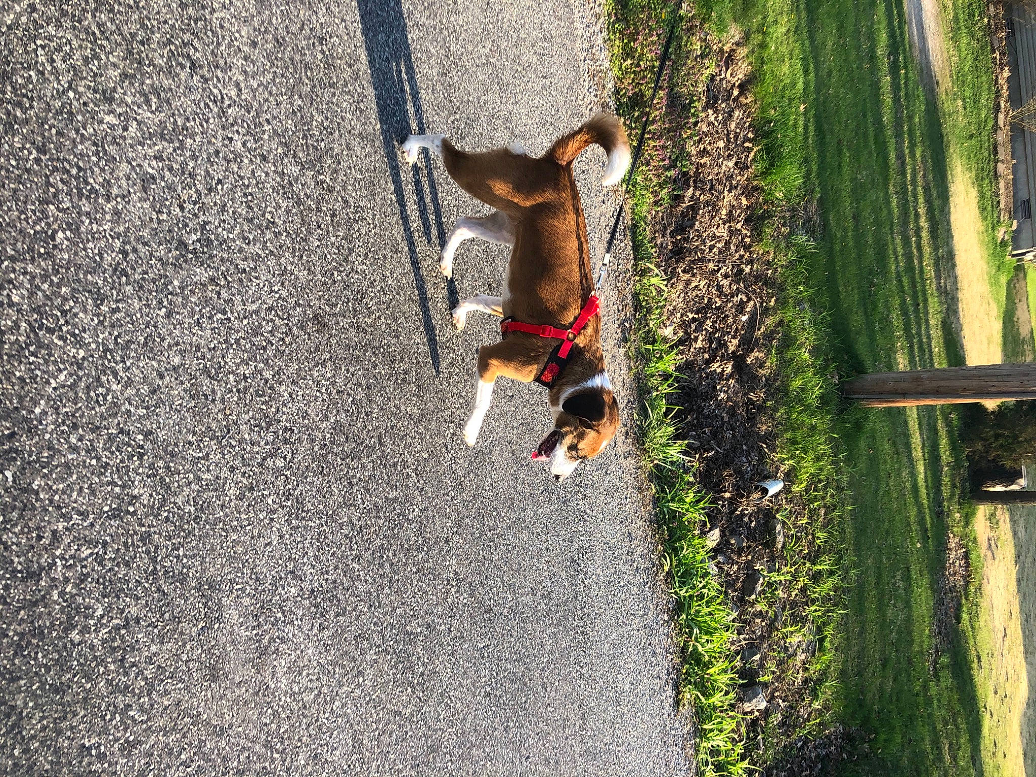 Lady is registered to the contest to win money with this photo: asphalt, carnivore, companion_dog, dog, dog_breed, fawn, grass, leash, leisure, pet_supply, plant, recreation, road, road_surface, sidewalk, snout, tail, tree, trunk, wood