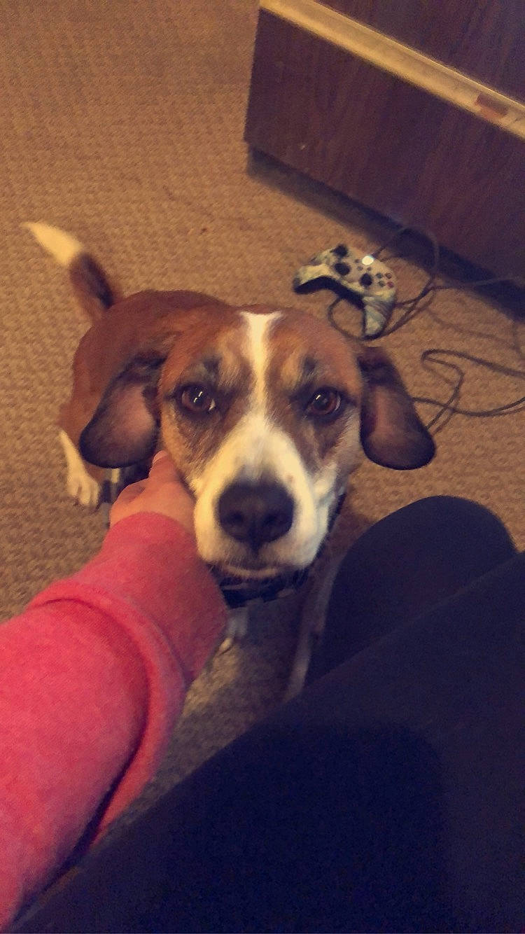 Lady is registered to the contest to win money with this photo: box, canidae, carnivore, comfort, companion_dog, dog, dog_breed, fawn, flooring, hound, irishjacks, non_sporting_group, shipping_box, sighthound, snout, sporting_group, whiskers