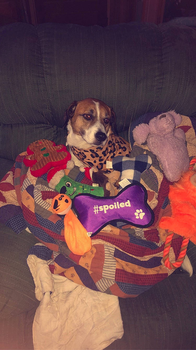 Lady is registered to the contest to win money with this photo: canidae, carnivore, comfort, companion_dog, dog, dog_breed, dog_clothes, dog_crate, dog_supply, fawn, hound, linens, pattern, pet_supply, puppy_love, sporting_group, stuffed_toy, toy, toy_dog, working_animal