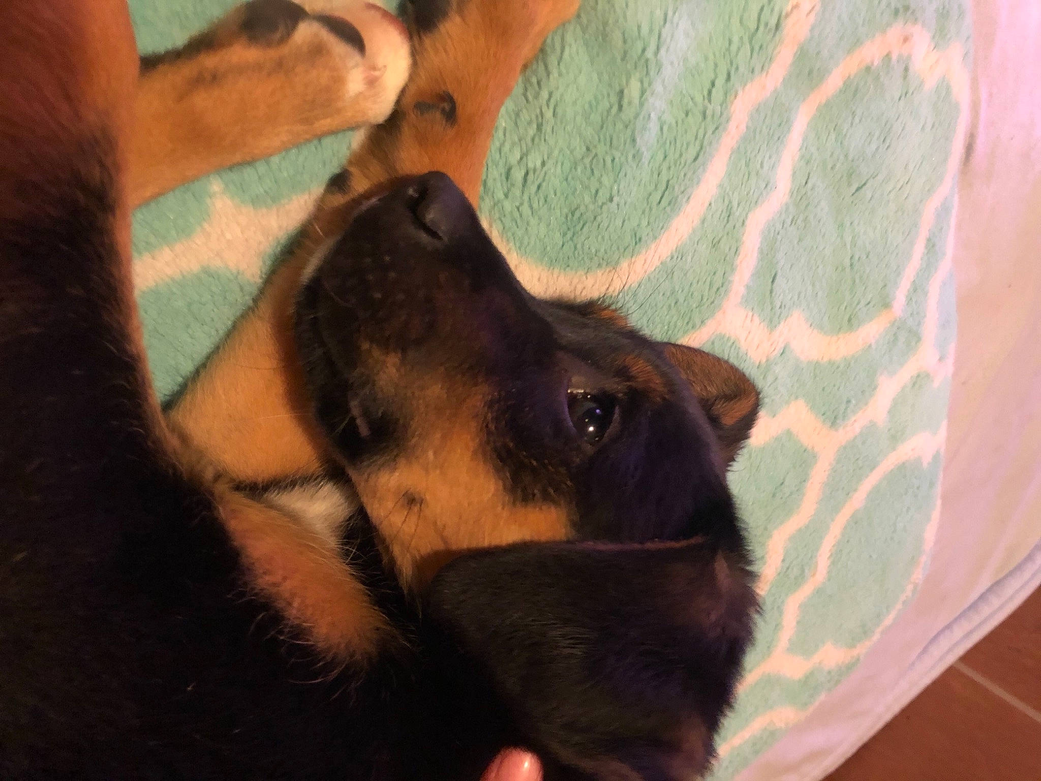 Stella is registered to the contest to win money with this photo: canidae, carnivore, comfort, companion_dog, dog, dog_breed, ear, fawn, fur, guard_dog, nail, paw, puppy, snout, sporting_group, toy_dog, whiskers, working_animal, working_dog, wrist