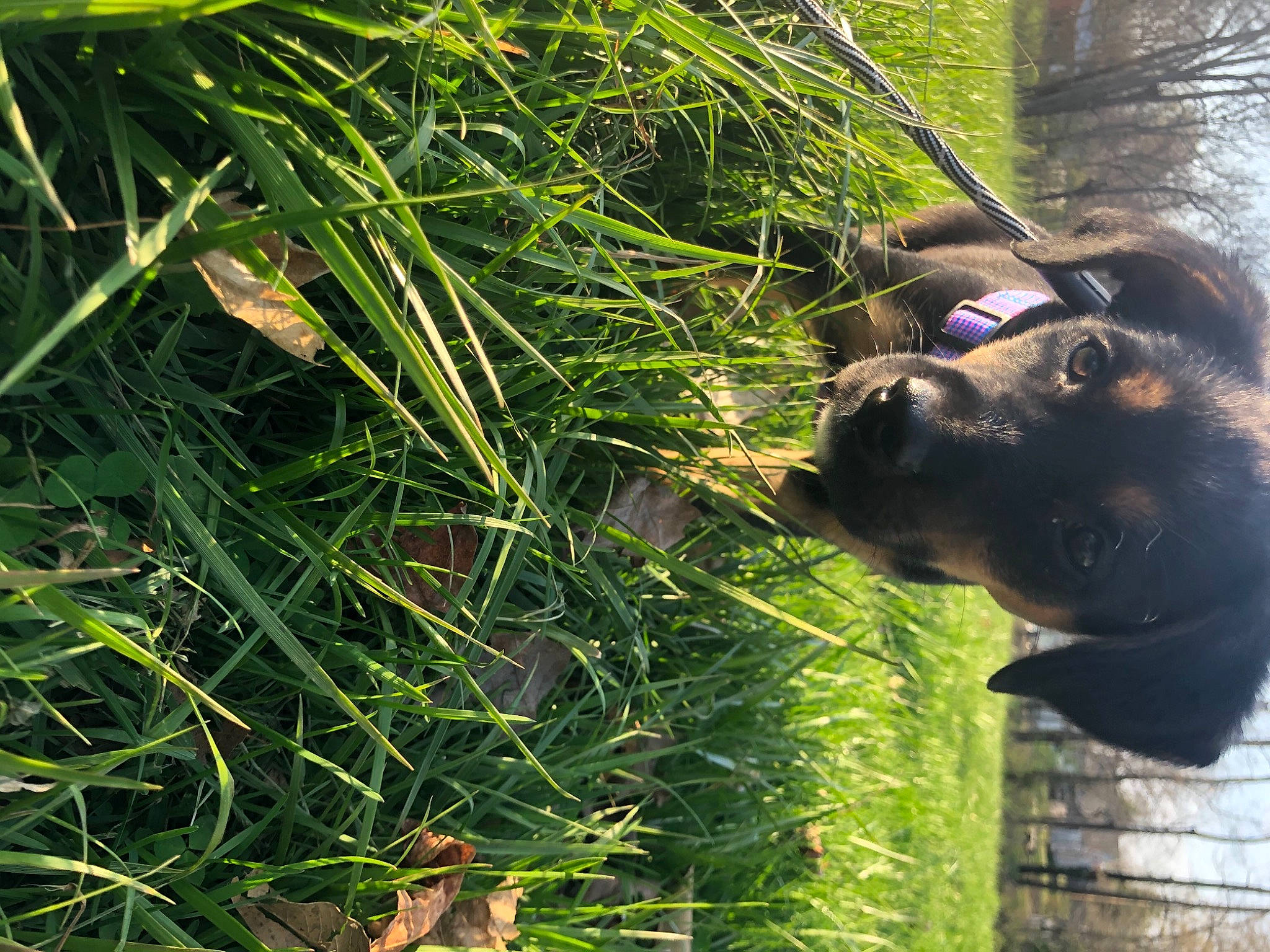 Stella is registered to the contest to win money with this photo: canidae, carnivore, companion_dog, dog, dog_breed, fawn, grass, herb, hierochloe, people_in_nature, plant, shrub, snout, sporting_group, tail, terrestrial_animal, terrestrial_plant, tree, water, working_animal