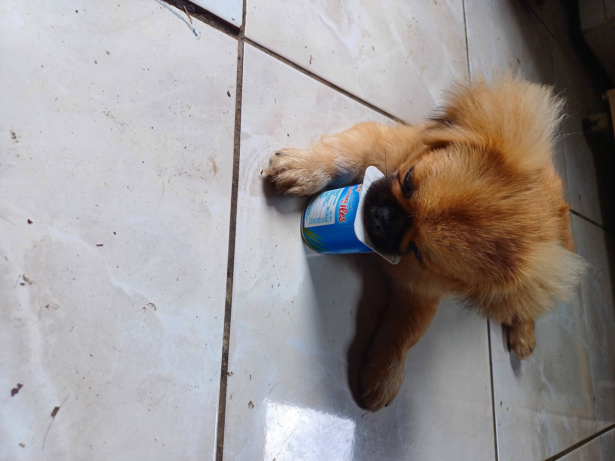 Ulysse participe au concours pour gagner de l'argent avec cette photo : canidae, carnivore, collar, companion_dog, dog, dog_breed, electric_blue, fawn, foot, fur, human_leg, leash, liver, pet_supply, snout, spitz, sporting_group, tail, wood, working_animal