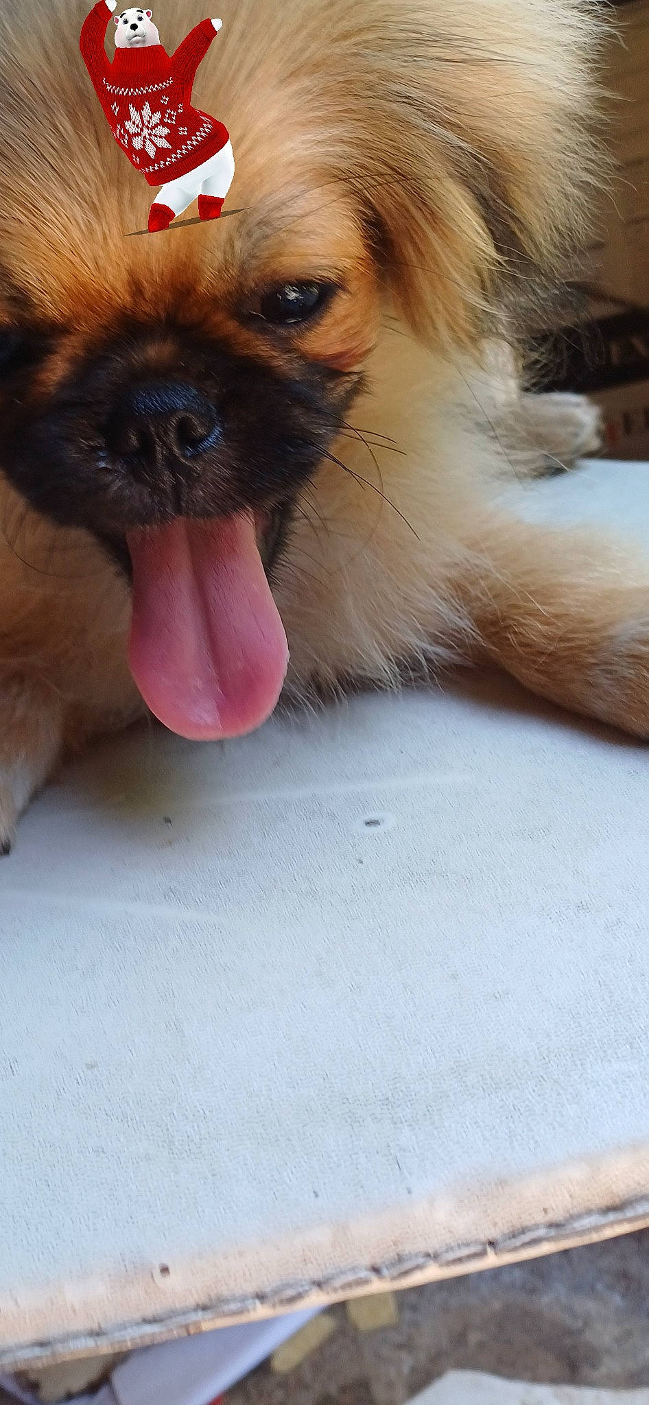 Ulysse participe au concours pour gagner de l'argent avec cette photo : canidae, carnivore, companion_dog, dog, dog_breed, dog_supply, ear, eye, fawn, fur, iris, japanese_chin, liver, paw, pekingese, snout, sporting_group, toy_dog, whiskers, working_animal