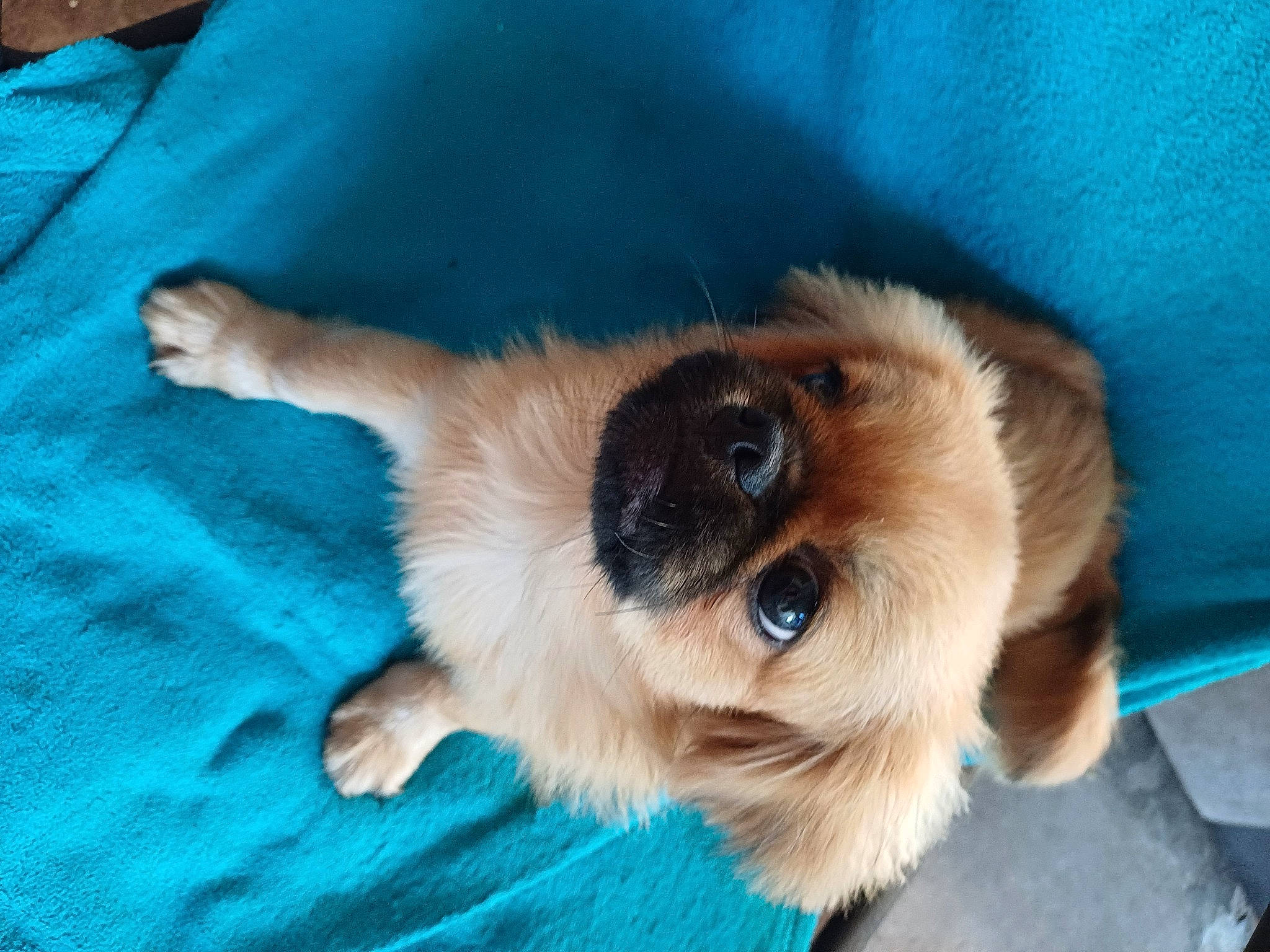 Ulysse a rejoint le concours — aidez-le/la à gagner de superbes lots ! canidae, carnivore, companion_dog, dog, dog_breed, fawn, felidae, fur, mammal, paw, puppy, small_terrier, small_to_medium_sized_cats, snout, sporting_group, tail, terrier, toy_dog, whiskers, working_animal