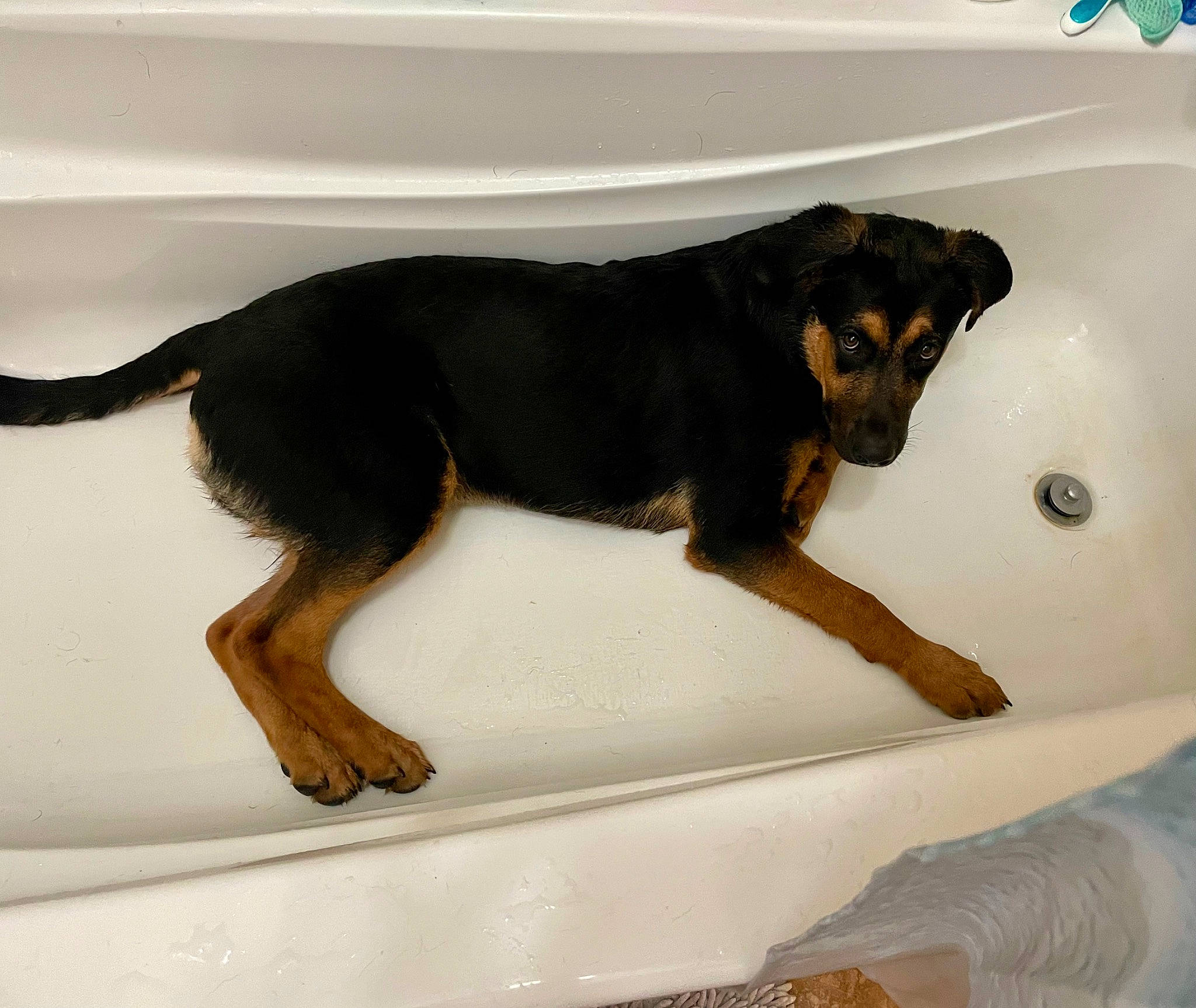 Baine joined the competition — help win amazing prizes! balance, canidae, carlin_pinscher, carnivore, companion_dog, dog, dog_breed, fawn, foot, guard_dog, hunting_dog, paw, rottweiler, snout, sporting_group, tail, terrestrial_animal, working_animal, working_dog