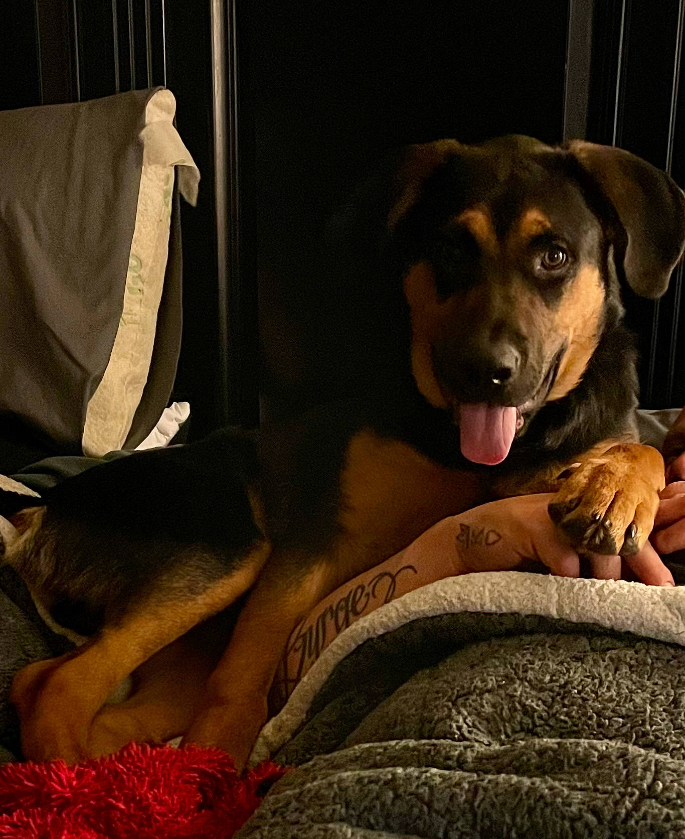 Baine is registered to the contest to win money with this photo: canidae, carnivore, comfort, companion_dog, couch, dog, dog_breed, dog_supply, fawn, fur, guard_dog, linens, paw, sitting, snout, sporting_group, street_dog, tints_and_shades, whiskers, working_animal