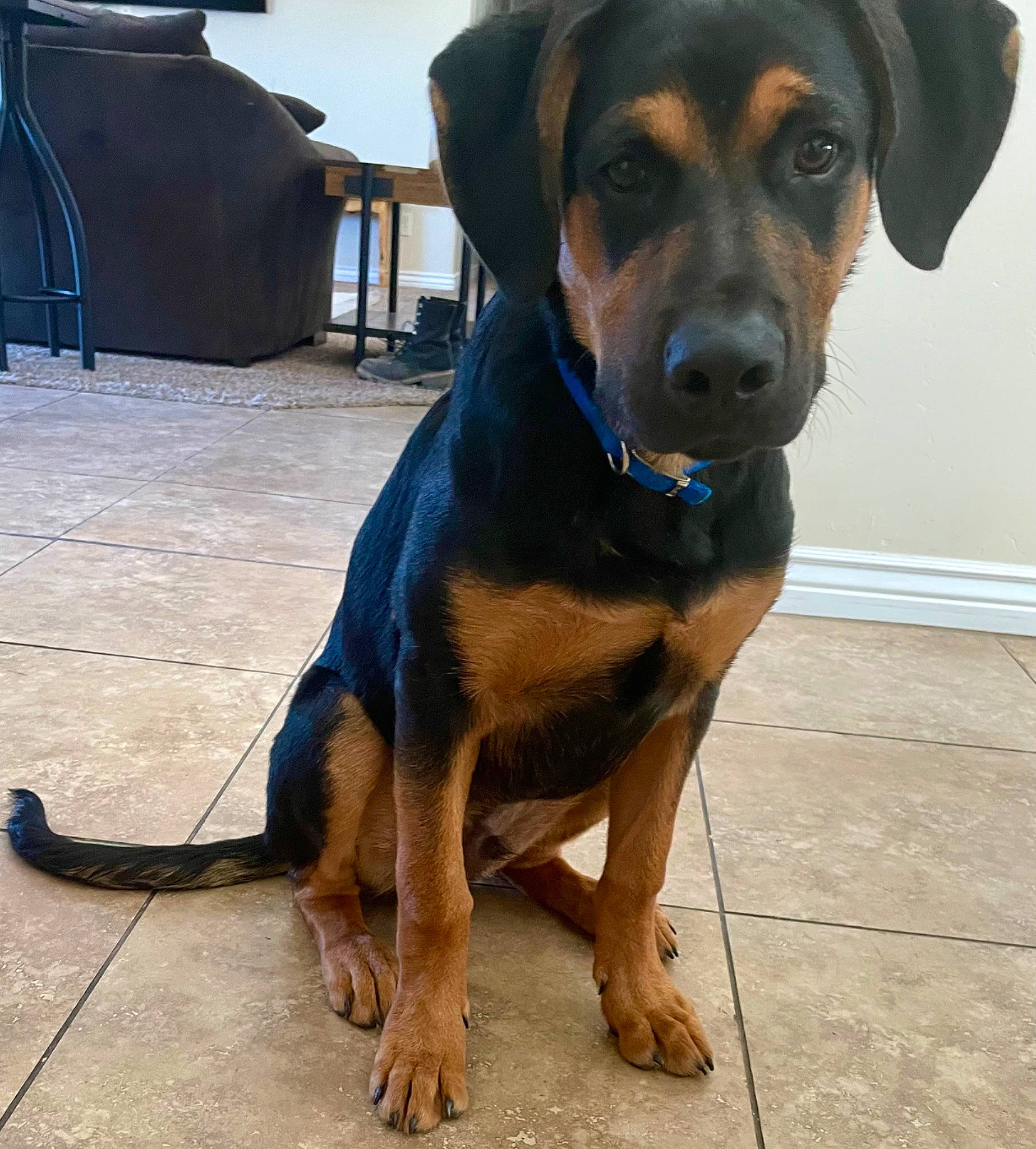 Baine joined the competition — help win amazing prizes! carnivore, collar, companion_dog, dog, dog_breed, fawn, foot, guard_dog, hunting_dog, pet_supply, rottweiler, sporting_group, tent, terrestrial_animal, windshield, working_animal, working_dog