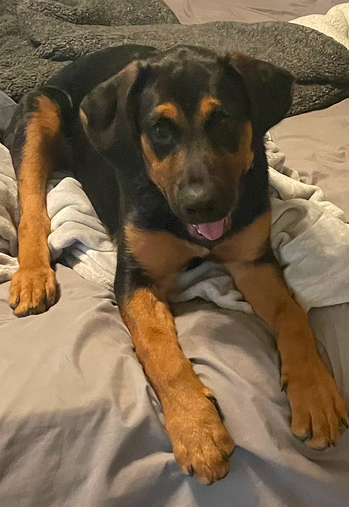 Baine is registered to the contest to win money with this photo: beaglier, canidae, carnivore, comfort, companion_dog, dog, dog_breed, fawn, fur, guard_dog, hound, hunting_dog, paw, pinscher, puppy, rottweiler, snout, sporting_group, working_animal, working_dog