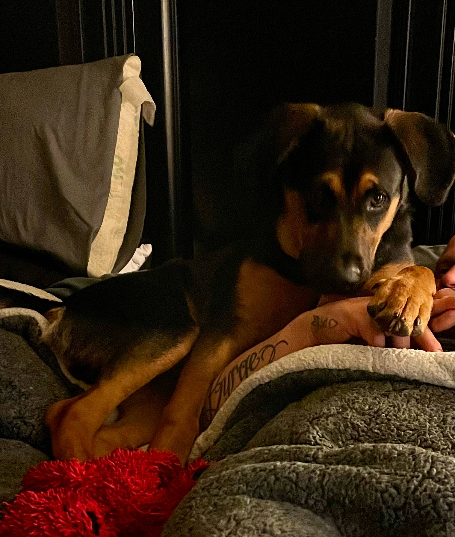 Baine joined the competition — help win amazing prizes! canidae, carmine, carnivore, comfort, companion_dog, couch, darkness, dog, dog_breed, dog_supply, fawn, fur, guard_dog, linens, nap, sitting, sporting_group, tints_and_shades, whiskers, working_animal