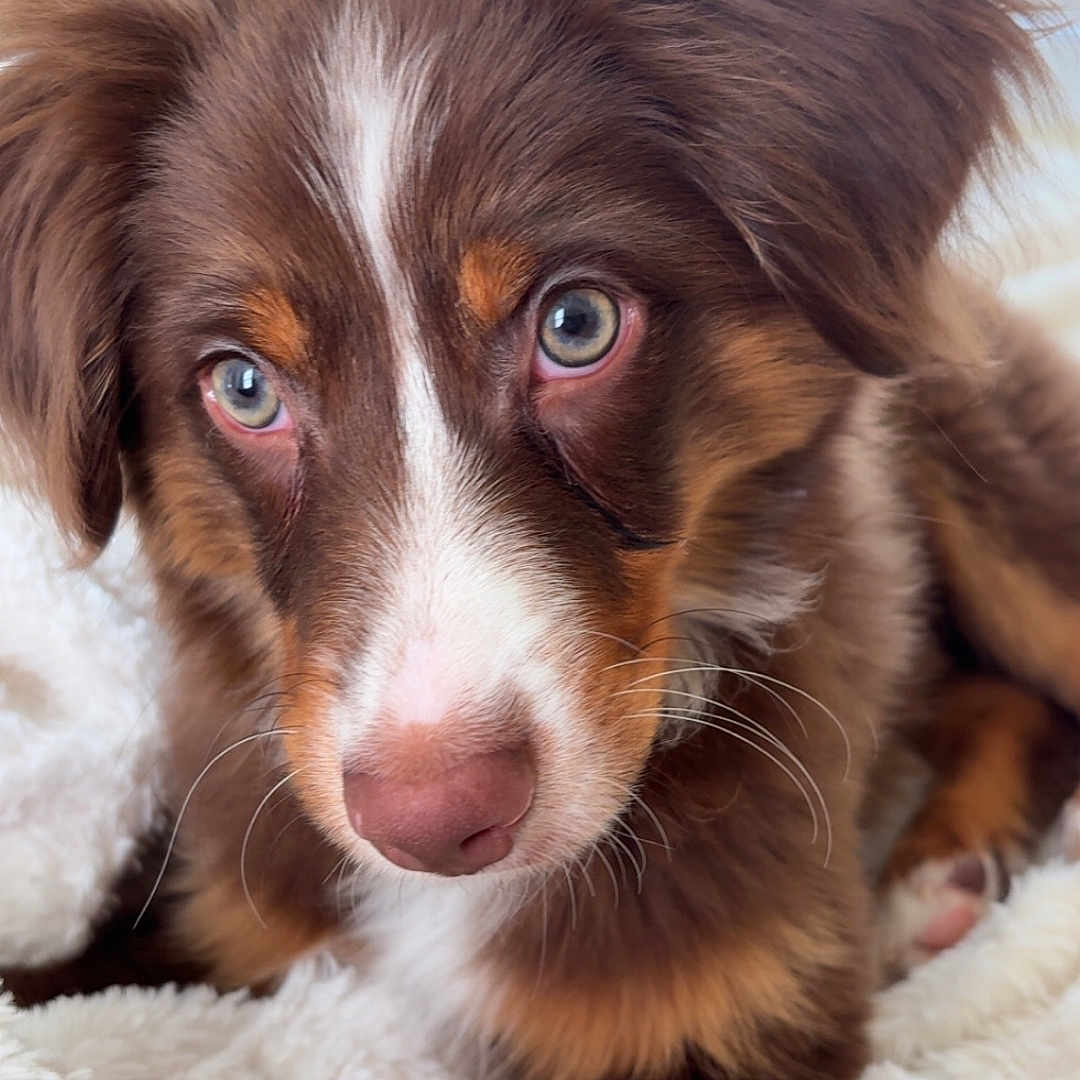 Graham joined the competition — help win amazing prizes! puppy, dog, close_up, brown_fur, white_fur, blue_eyes, fluffy_blanket, resting, cute, pet, animal, indoor, young_dog, portrait, soft_light, furry, adorable, looking, nose, ears