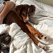 Graham is registered to the contest to win money with this photo: dog, kitten, cat, blanket, bed, furry, pet, cozy, resting, brown_dog, tabby_cat, human_arm, indoor, soft_texture, white_blanket, relaxing, cute, animal, companion, snuggling