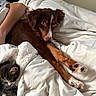 dog, kitten, cat, blanket, bed, furry, pet, cozy, resting, brown_dog, tabby_cat, human_arm, indoor, soft_texture, white_blanket, relaxing, cute, animal, companion, snuggling