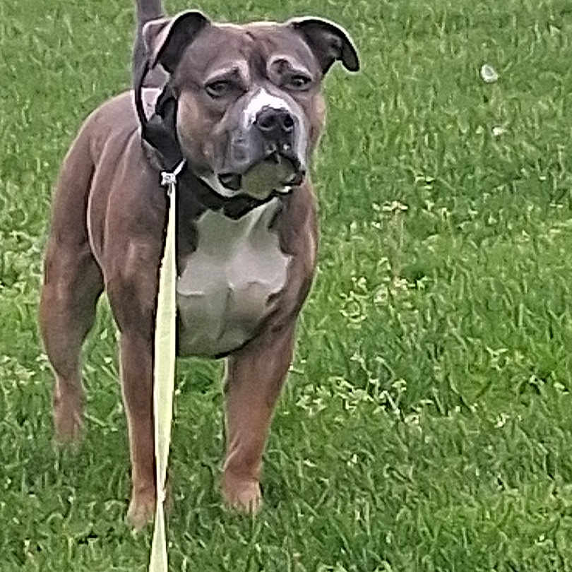 Virgel is registered to the contest to win money with this photo: dog, leash, grass, outdoor, pet, canine, animal, brown_dog, alert, standing, collar, nature, grass_field, mammal, domestic_animal, walking, summer, friendly, companionship, vibrant