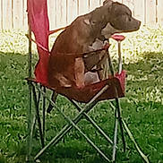 Virgel is registered to the contest to win money with this photo: dog, chair, outdoor, grass, fence, pet, brown_dog, backyard, sunlight, leash, folding_chair, sitting, animal, nature, daytime, canine, wooden_fence, greenery, side_view, relaxing