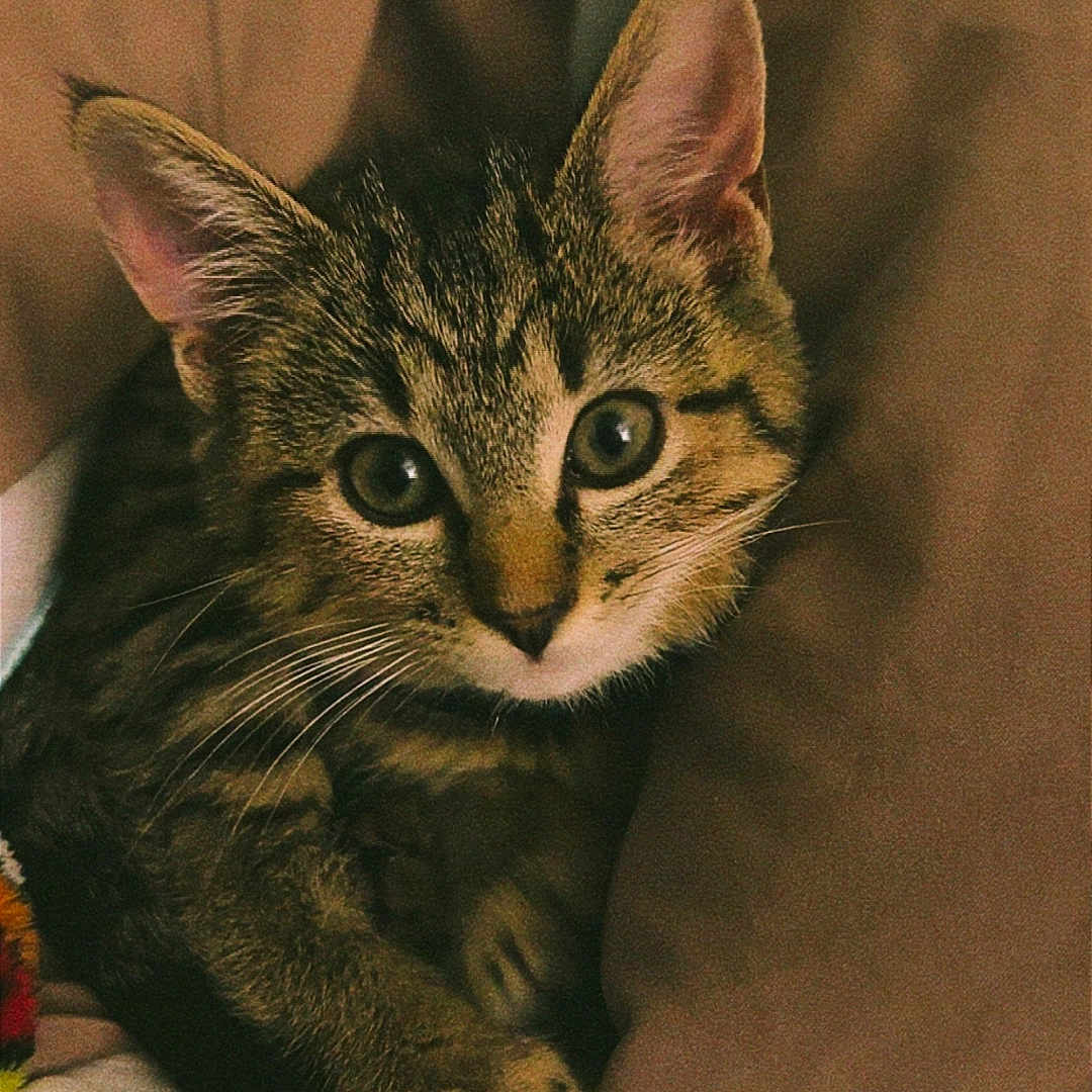 Chimalli joined the competition — help win amazing prizes! abyssinian, animal, bed, blanket, cat, chair, couch, cushion, furniture, homedecor, kitten, manx, person, pet, sleeping