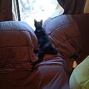 Gigi joined the competition — help win amazing prizes! animal, black_cat, blanket, cat, comfy, couch, cozy, curtains, domestic, furniture, home, indoor, looking_out, pet, quiet, relaxing, shadow, stretching, sunlight, window