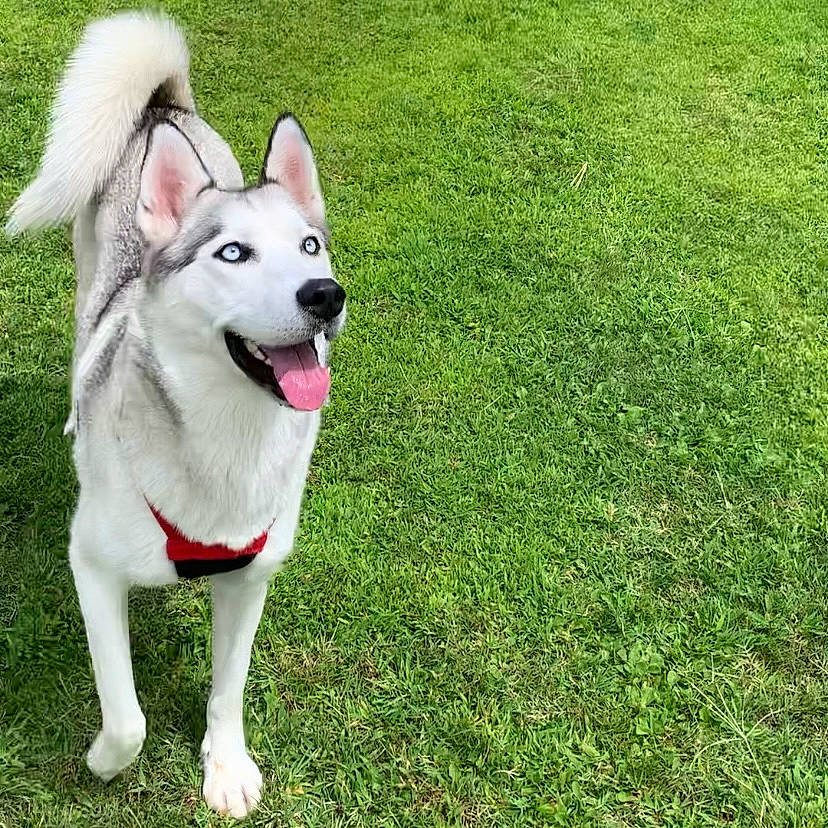 Myah is registered to the contest to win money with this photo: canidae, carnivore, collar, companion_dog, dog, dog_breed, dog_collar, dog_supply, fashion_accessory, fawn, grass, groundcover, pet_supply, siberian_husky, sled_dog, snout, sporting_group, tail, working_animal, working_dog