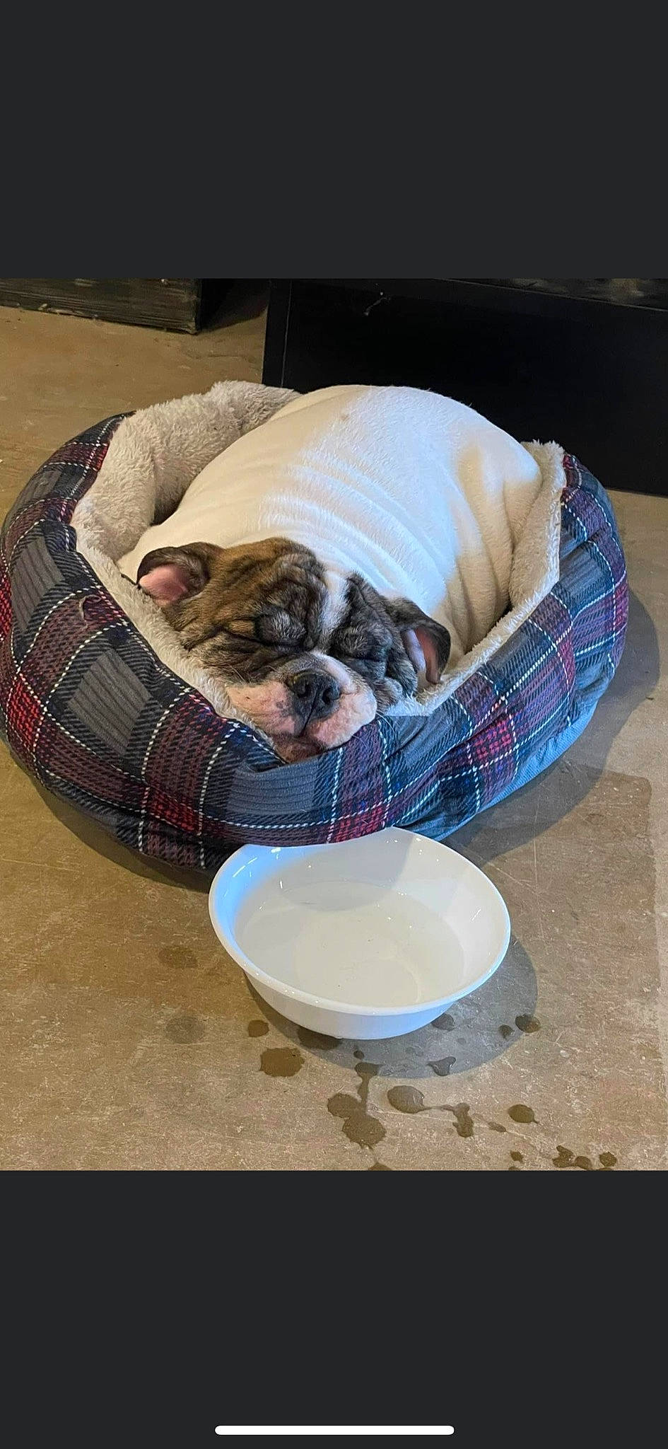 Ridgid joined the competition — help win amazing prizes! carnivore, cat_supply, comfort, companion_dog, dog_breed, dog_supply, fawn, felidae, fur, ingredient, pattern, pet_supply, porcelain, recipe, serveware, small_to_medium_sized_cats, sporting_group, tail, whiskers, wood