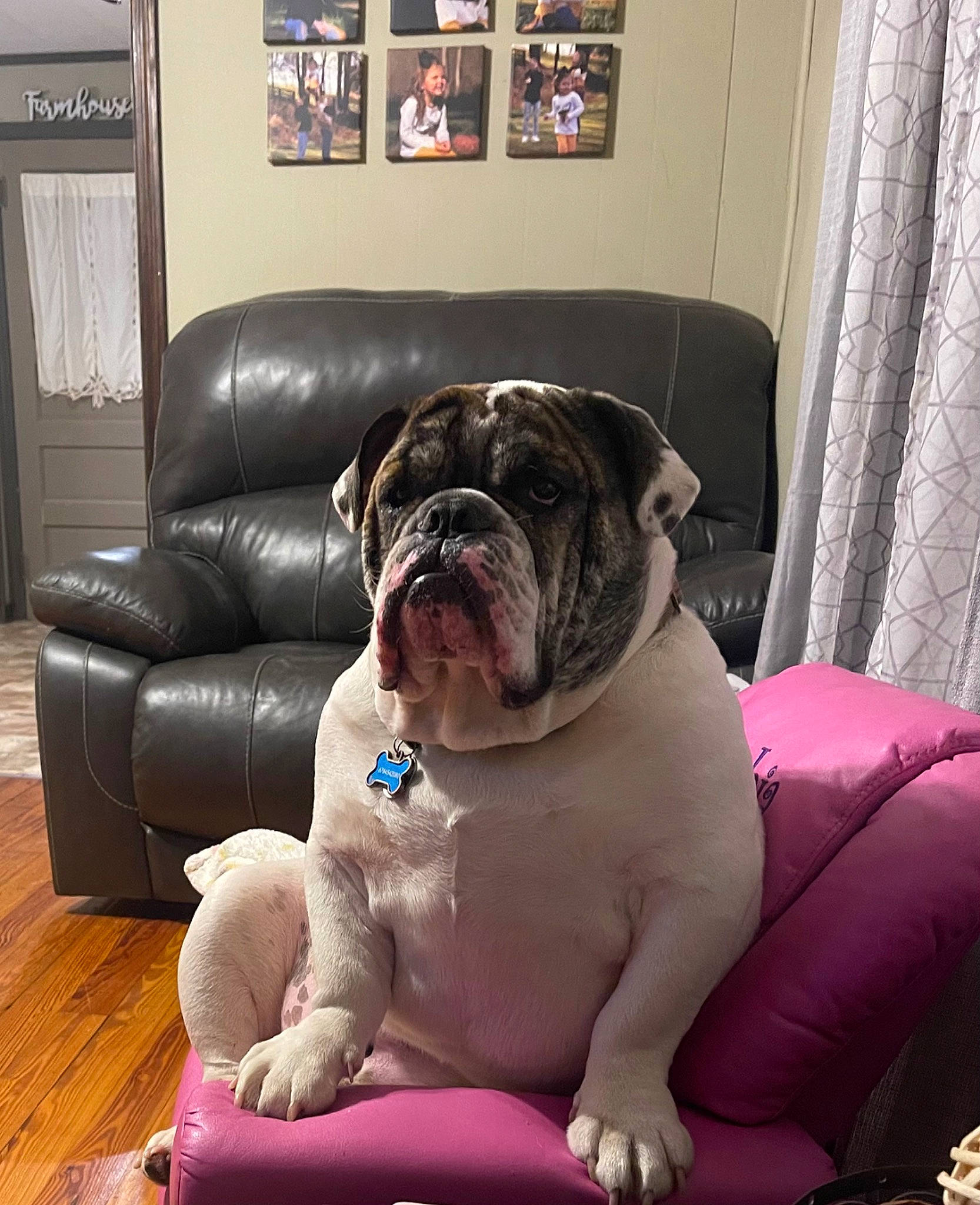 Ridgid joined the competition — help win amazing prizes! canidae, carnivore, collar, comfort, companion_dog, couch, curtain, dog, dog_breed, dog_collar, fawn, floor, flooring, liver, picture_frame, snout, sporting_group, toy_dog, working_animal, wrinkle