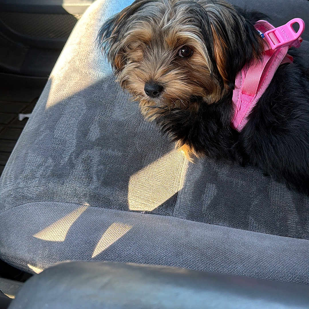 Luna Nicole joined the competition — help win amazing prizes! dog, puppy, small_dog, scruffy_fur, black_fur, brown_fur, pink_harness, pet, animal, car, car_seat, vehicle_interior, sunlight, shadows, portrait, looking_at_camera, sitting, travel, cute, companion