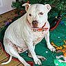 dog, white_dog, pet, christmas_tree, christmas, ornaments, holiday, red_collar, collar, indoor, sitting, portrait, green_blanket, string_lights, wooden_floor, festive, animal, canine, home, photography