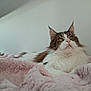 Sushi participe au concours pour gagner de l'argent avec cette photo : cat, maine_coon, feline, pet, fluffy, blanket, pink_blanket, indoor, portrait, whiskers, tufted_ears, golden_eyes, white_fur, brown_fur, cozy, resting, bedroom, radiator, soft_texture, domestic_animal