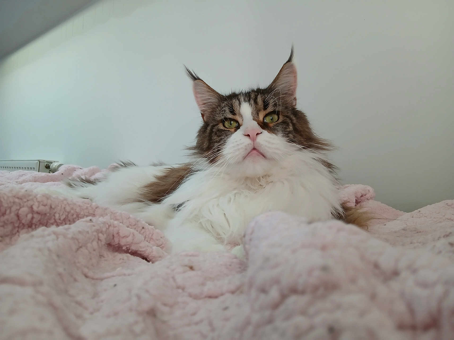 Sushi participe au concours pour gagner de l'argent avec cette photo : cat, maine_coon, pet, feline, whiskers, long_fur, blanket, pink_blanket, bed, indoor, portrait, close_up, paws, ears, green_eyes, fluffy, resting, cozy, domestic_animal, soft_texture