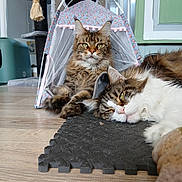 Sushi participe au concours pour gagner de l'argent avec cette photo : cat, cats, maine_coon, feline, pet, two_cats, resting, relaxed, lying, wooden_floor, foam_mat, pet_tent, cat_tree, indoor, whiskers, green_cabinet, sleepy, playful, portrait, eyes
