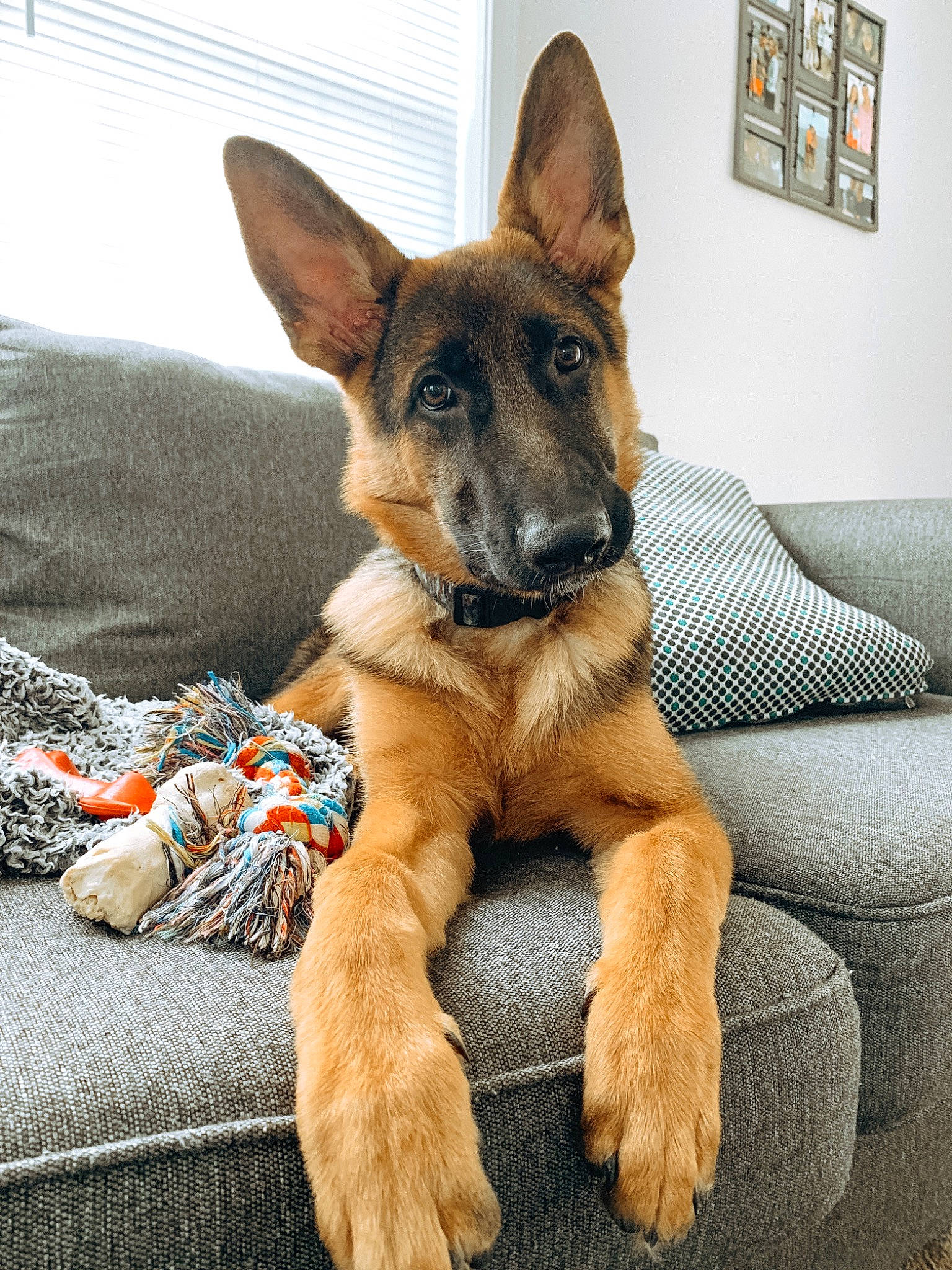 Conan is registered to the contest to win money with this photo: canidae, carnivore, comfort, companion_dog, dog, dog_breed, ear, eye, fawn, fur, german_shepherd_dog, herding_dog, linens, mammal, old_german_shepherd_dog, snout, sporting_group, terrestrial_animal, whiskers, working_dog