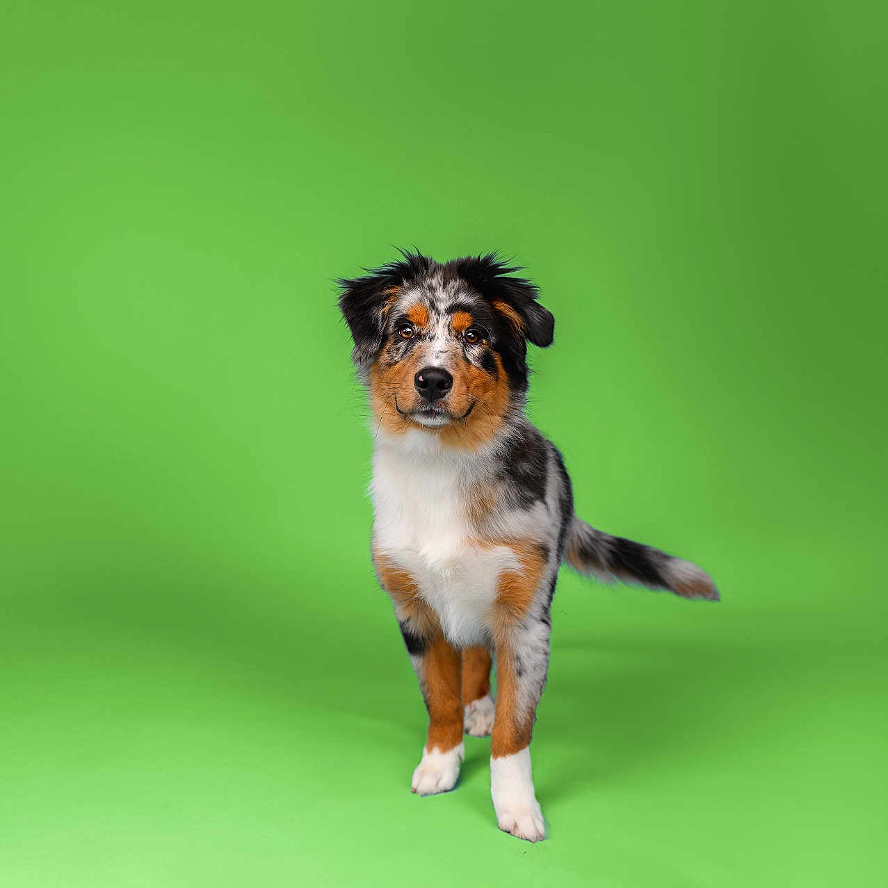 Vidar a rejoint le concours — aidez-le/la à gagner de superbes lots ! accessories, animal, ball, canine, cat, cockerspaniel, collie, cream, dessert, dog, food, germanshepherd, hound, icecream, leash, papillon, pet, puppy, strap, terrier