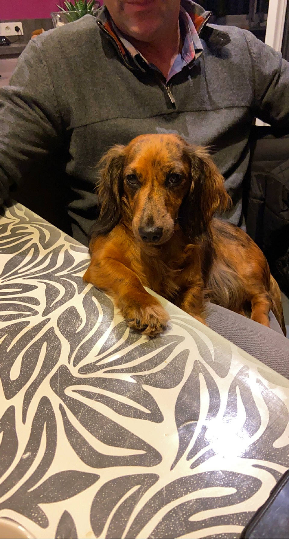 Oly participe au concours pour gagner de l'argent avec cette photo : brown, canidae, carnivore, comfort, companion_dog, dog, dog_breed, fawn, flooring, fur, hat, hunting_dog, linens, liver, mammal, pattern, puppy, snout, sporting_group, working_animal