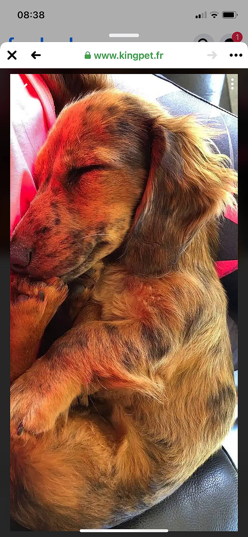 Oly a rejoint le concours — aidez-le/la à gagner de superbes lots ! canidae, carnivore, companion_dog, dog, dog_breed, dog_collar, ear, fawn, flesh, fur, gun_dog, hound, liver, pet_supply, pointing_breed, retriever, snout, spaniel, sporting_group, working_animal