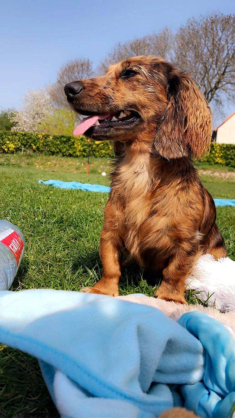 Oly a rejoint le concours — aidez-le/la à gagner de superbes lots ! blue, canidae, carnivore, companion_dog, dog, dog_breed, fur, grass, hunting_dog, leisure, liver, plant, sky, spaniel, sporting_group, terrier, tree, water